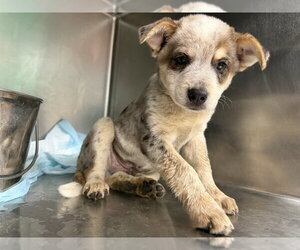 Australian Shepherd Dogs for adoption in garner, NC, USA
