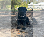 Small Photo #1 German Shepherd Dog Puppy For Sale in GORDON, AL, USA