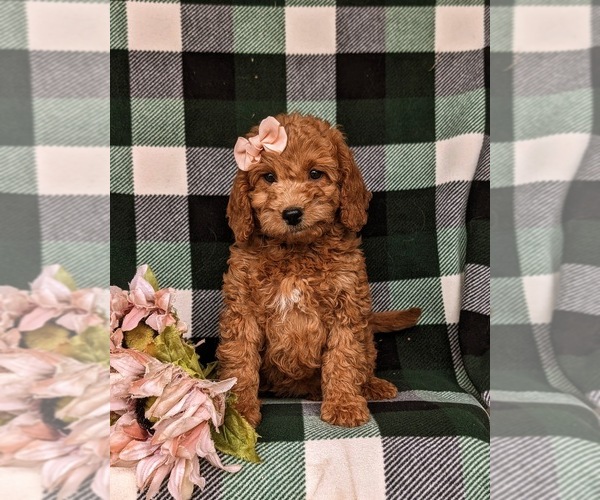 Medium Photo #6 Miniature Labradoodle Puppy For Sale in NOTTINGHAM, PA, USA