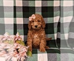 Small Photo #6 Miniature Labradoodle Puppy For Sale in NOTTINGHAM, PA, USA