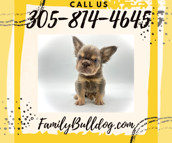 Medium Photo #5 French Bulldog Puppy For Sale in HARVARD, IL, USA