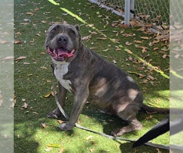Medium Photo #1 Mutt Puppy For Sale in Downey, CA, USA