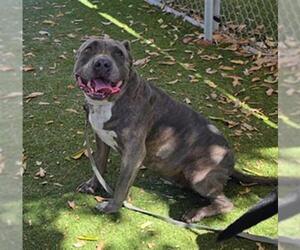 Mutt Dogs for adoption in Downey, CA, USA