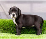 Small #4 Great Dane