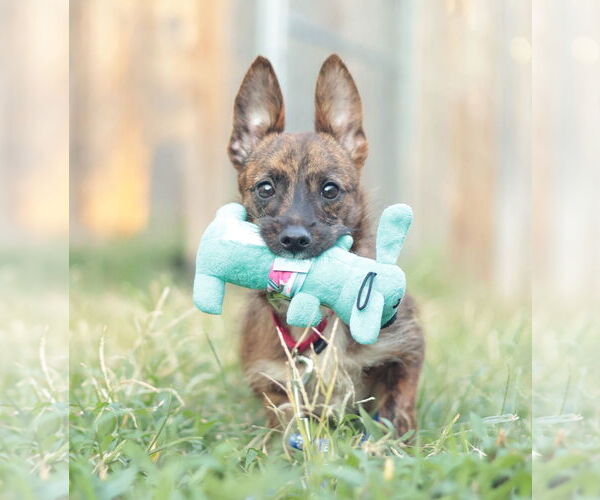 Medium Photo #14 Mutt Puppy For Sale in Philadelphia, PA, USA