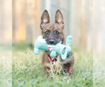 Small #13 Mutt