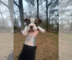 Medium Boston Terrier