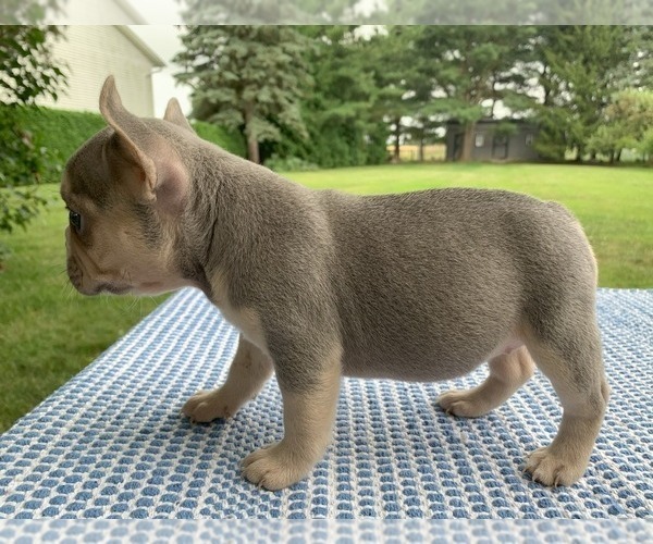 Medium Photo #13 French Bulldog Puppy For Sale in BREMEN, IN, USA