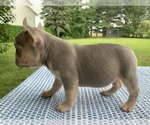 Small #2 French Bulldog