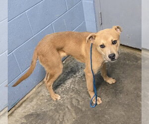 Labrador Retriever-Unknown Mix Dogs for adoption in Evansville, IN, USA