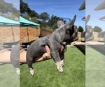 Small Photo #30 French Bulldog Puppy For Sale in PLEASANTON, CA, USA