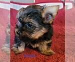 Small #7 Yorkshire Terrier