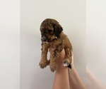 Small Photo #3 Bernedoodle Puppy For Sale in MOULTON, AL, USA