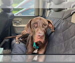 Small #1 Great Dane