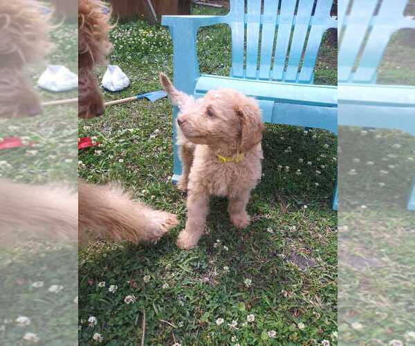 Medium Photo #1 Goldendoodle Puppy For Sale in SUMMERVILLE, SC, USA