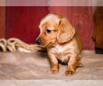 Puppy 1 Dachshund