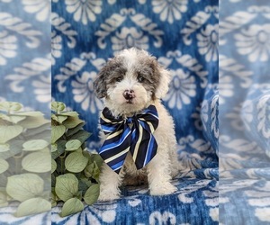 Lhasa-Poo Puppy for sale in LINCOLN UNIVERSITY, PA, USA