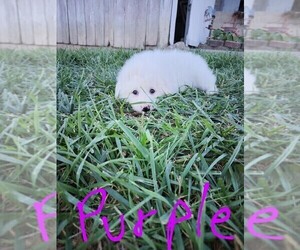 Great Pyrenees Puppy for Sale in WEST ALEXANDRIA, Ohio USA