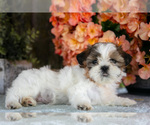Puppy Jewel Shih Tzu
