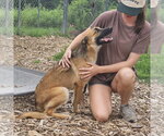 Small #2 German Shepherd Dog