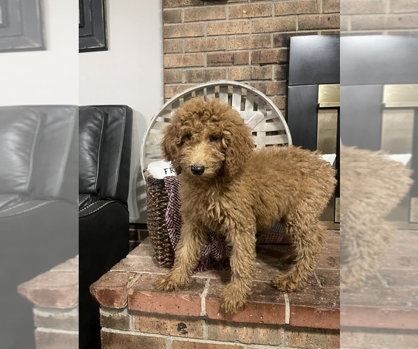 Medium Photo #1 Poodle (Standard) Puppy For Sale in RAMER, TN, USA