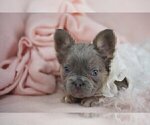 Small #17 French Bulldog