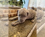 Small #3 American Pit Bull Terrier Mix