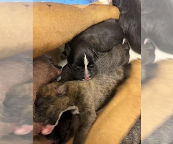 Medium Photo #5 Boxer Puppy For Sale in NEW LONDON, IA, USA