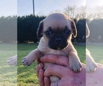 Small Photo #2 Buggs Puppy For Sale in WEST PLAINS, MO, USA