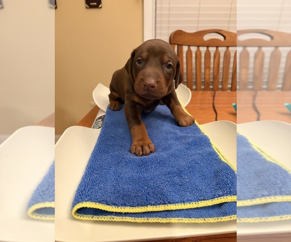 Medium Photo #1 Doberman Pinscher Puppy For Sale in PECK, KS, USA