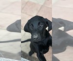 Small Photo #1 Labrador Retriever Puppy For Sale in SPENCER, TN, USA