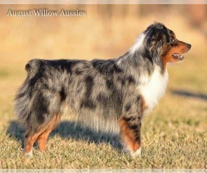 Father of the Miniature American Shepherd puppies born on 08/08/2021