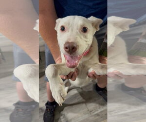 Nova - Female Mutt Dog for Adoption - Photo #4