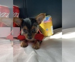 Small #4 Yorkshire Terrier