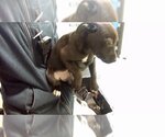 Small Photo #1 American Pit Bull Terrier-Unknown Mix Puppy For Sale in Tulsa, OK, USA