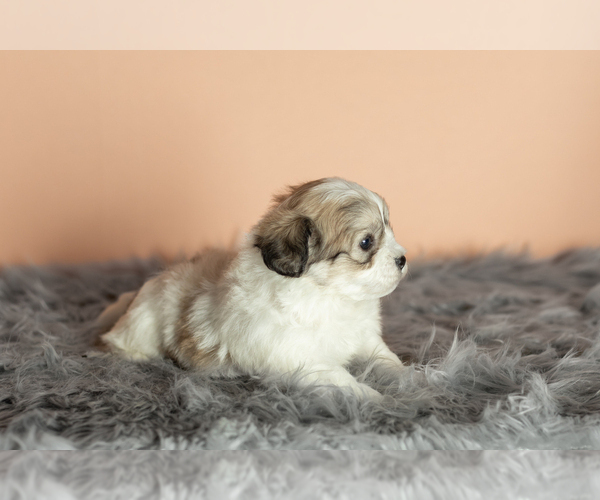 Medium Photo #9 Zuchon Puppy For Sale in WOLCOTTVILLE, IN, USA