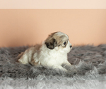 Small Photo #9 Zuchon Puppy For Sale in WOLCOTTVILLE, IN, USA