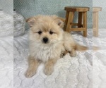 Image preview for Ad Listing. Nickname: Peanut