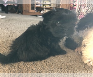 Shorkie Tzu Puppy for sale in HERSEY, MI, USA