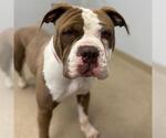Small American Bulldog-American Staffordshire Terrier Mix