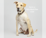 Small #1 Labrador Retriever Mix