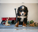 Small #1 Bernese Mountain Dog