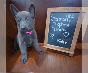 German Shepherd Dog Puppy for sale in NOVI, MI, USA