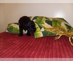 Small Photo #9 Goldendoodle (Miniature) Puppy For Sale in SUNNYVALE, CA, USA