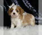 Small #2 Cavalier King Charles Spaniel