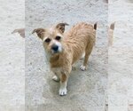 Small Photo #3 Mutt Puppy For Sale in Santa Clarita, CA, USA