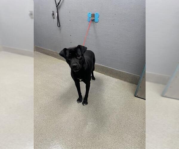 Medium Photo #1 American Pit Bull Terrier-Unknown Mix Puppy For Sale in Las Vegas, NV, USA