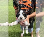 Small Photo #39 Bernedoodle-Bluetick Coonhound Mix Puppy For Sale in RINGTOWN, PA, USA