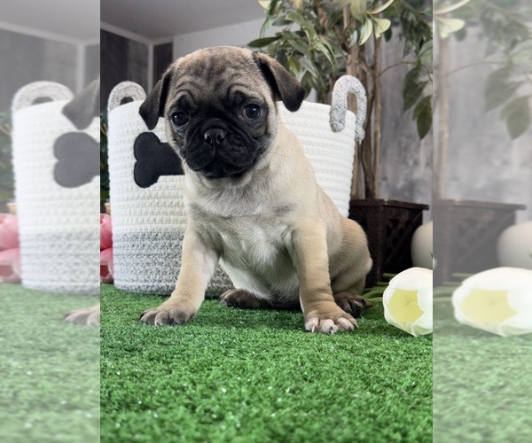 Medium Photo #4 Pug Puppy For Sale in CANOGA, NY, USA