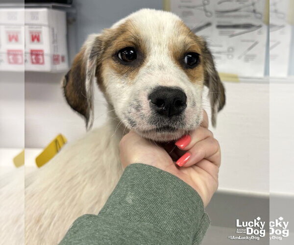 Medium Photo #1 Mutt Puppy For Sale in Washington, DC, USA